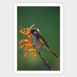 New Holland Honeyeater_7892A Sticker